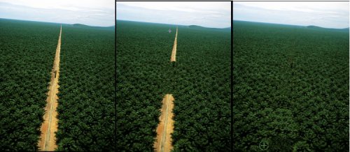 selva con un camino en medio. Quitamos el camino con la herramienta de clonado