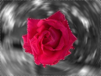 Rosa en color, con el fondo en grises y desenfocado en movimiento radial